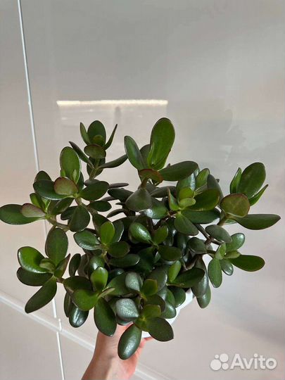 Толстянка крассула денежное дерево