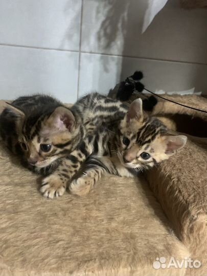Бенгальские котята
