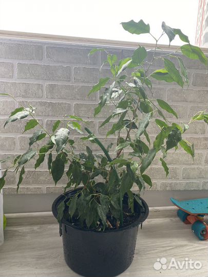 Фикус бенджамина