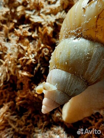 Улитки ахатины