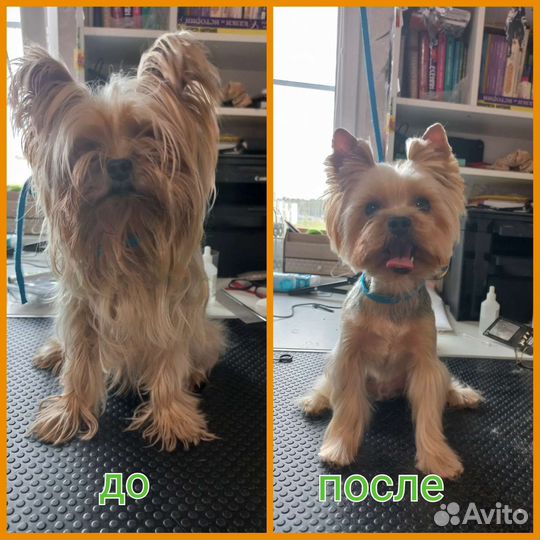 Стрижка собак и кошек/экспресс -линька