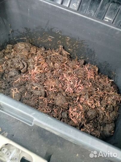 Черви для рыбалки