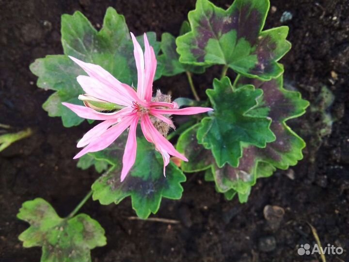 Герань пеларгония