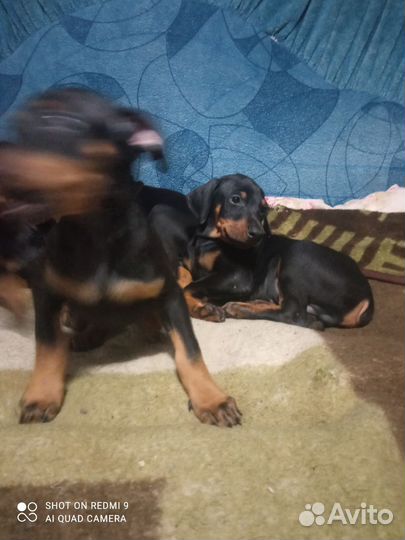 Доберманчики