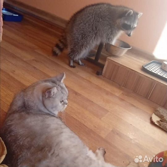 Мини гостиница для животных