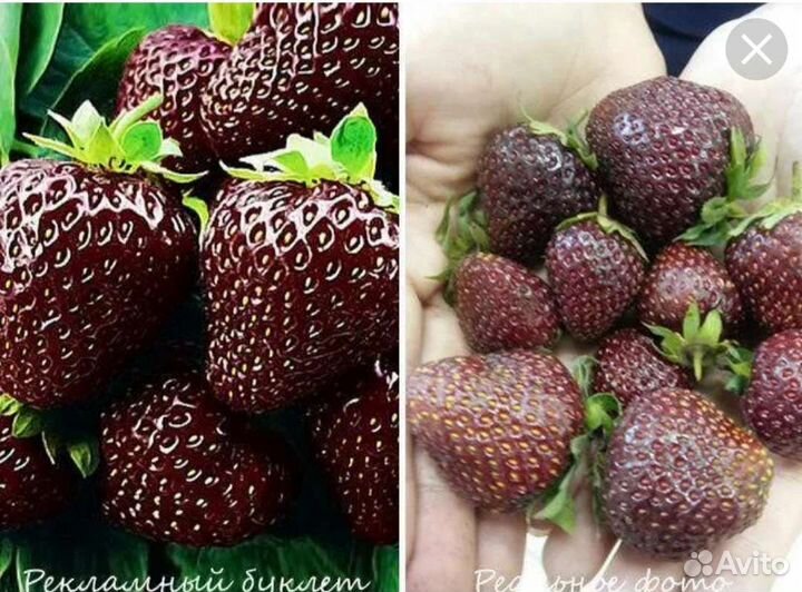 Клубника саженцы