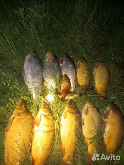 Свежая рыба