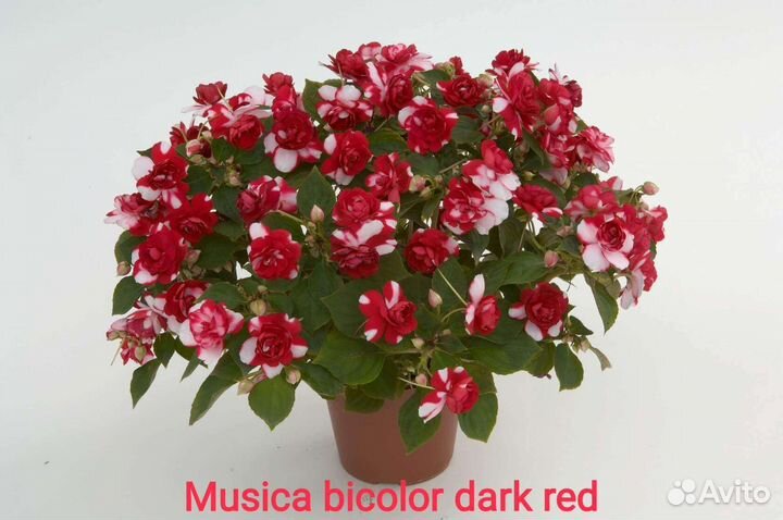 Бальзамины махровые, сортовые