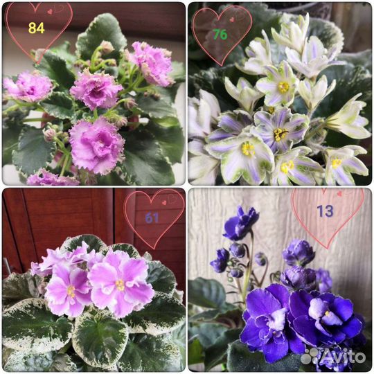 Фиалка лист