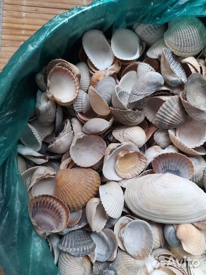 Ракушка азовская, скафарка