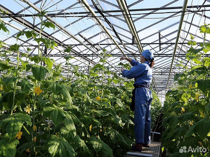 Фасовщицы на овощебазу/ вахта с проживанием