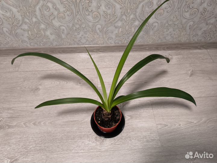 Гиппеаструм, амариллис