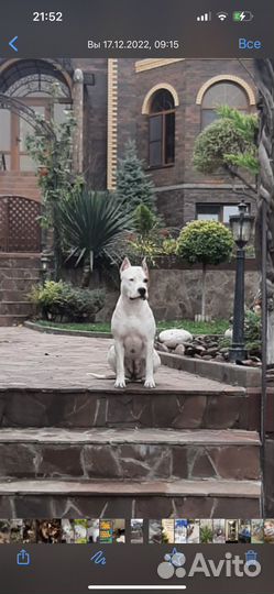 Щенки амстаффа