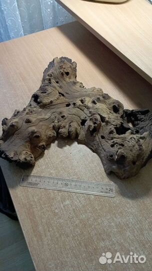 Коряга мангровая