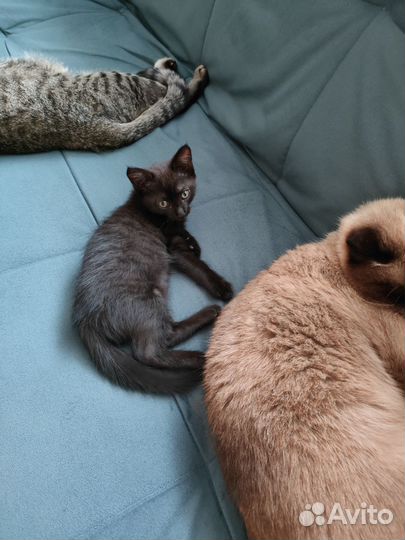 Кошка в дар