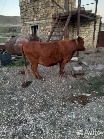 Корова с теленком