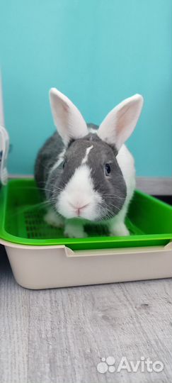 Декоративные кролики