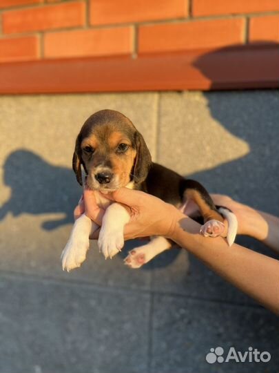 Щенки бигль