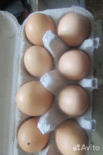 Яйцо куриное деревенское