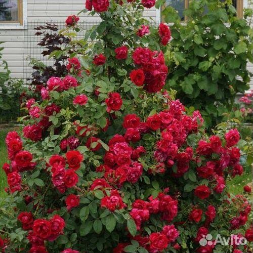 Кустовые розы саженцы