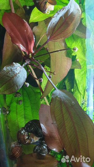 Эхинодорус малый медведь