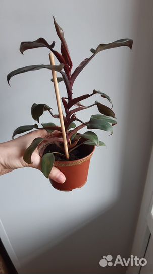 Филодендрон Блэк Кардинал