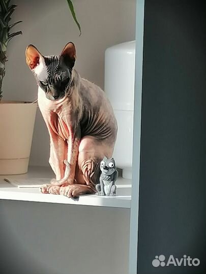 Донской сфинкс