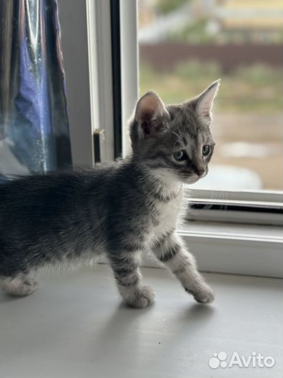 Котята в добрые руки бесплатно