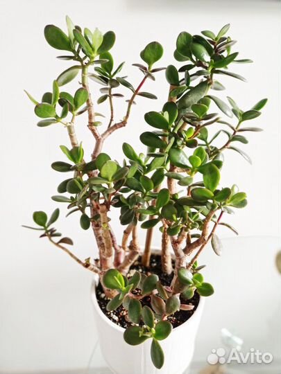 Крассула Оватта, толстянка, денежное дерево