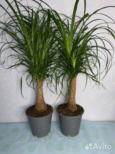 Бокарнея янолина 19/70см