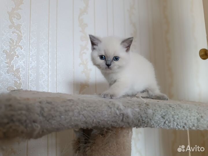 Котята британцы