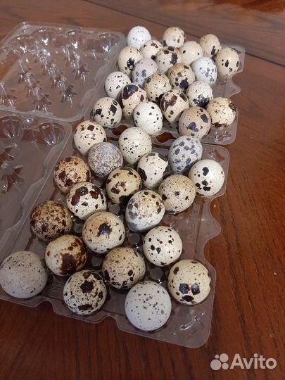 Домашние куриные яйца
