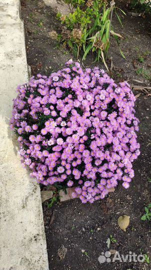 Сентябринка - многолетняя астра бордюрная