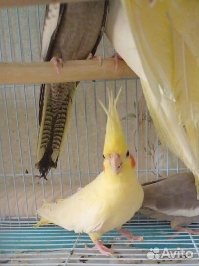 Попугай корелла. Птенцы