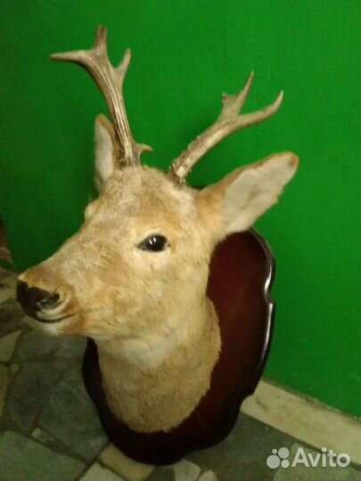 Чучело косули