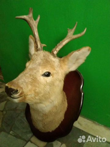 Чучело косули