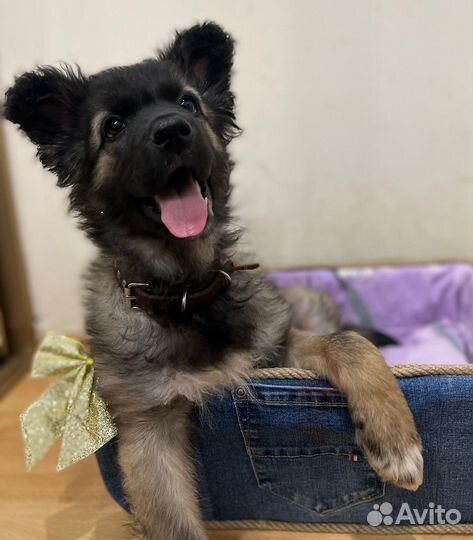 Милая девочка, 1,5 месяца