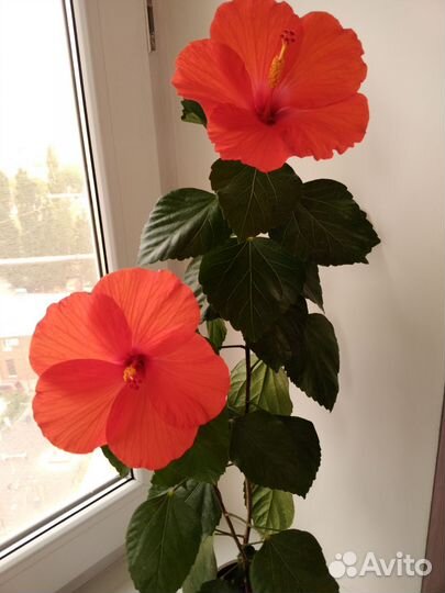 Гибискус оранжевый