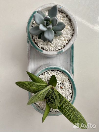 Суккуленты (граптоверия и гастерия)