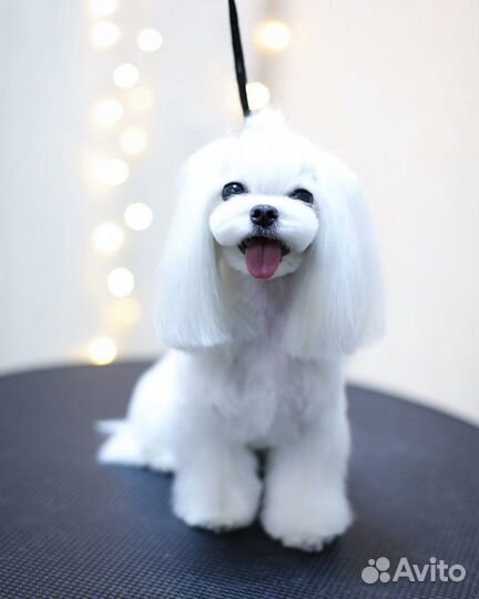 Стрижка собак