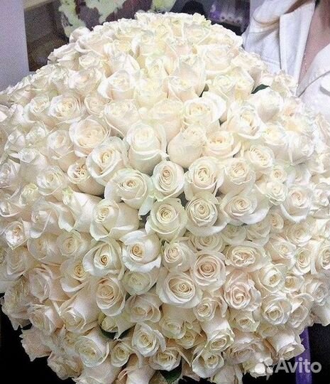 Высокие розы Гигантские розы Доставка цветов