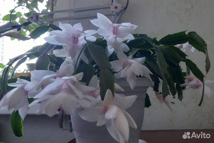 Декабрист. Отросток. Цвет белый