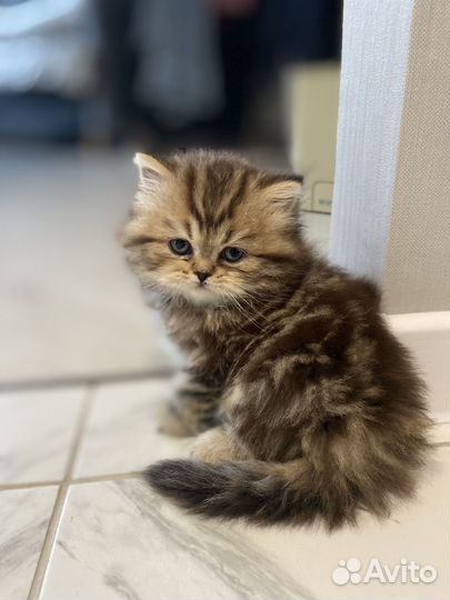 Шотландский котенок