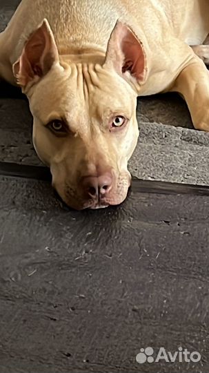 Собака Питбуль муж/ случка/вязка