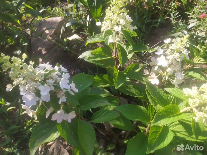 Саженцы гортензии метельчатой