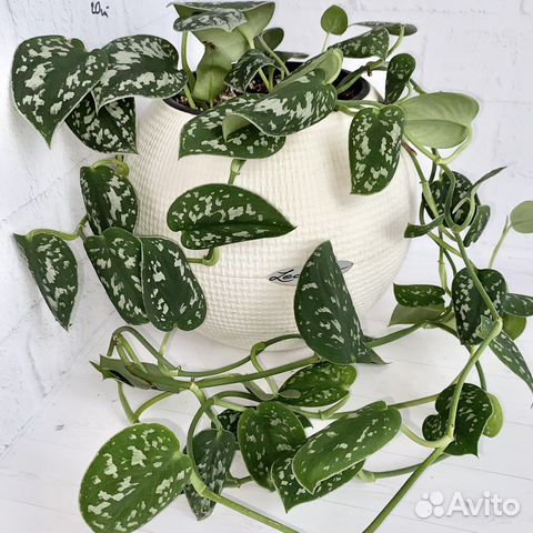 Сциндапсус расписной