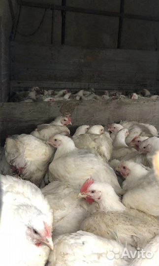 Бройлер росс 308