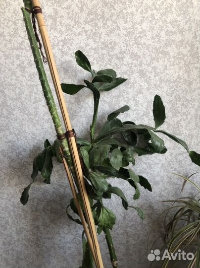 Кактус из Турции