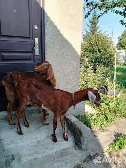 Нубийская козы дойные