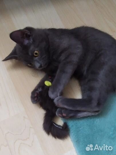 Котики ищут дом